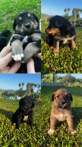 Filhotes de Golden Retriever x Border Collie disponíveis
