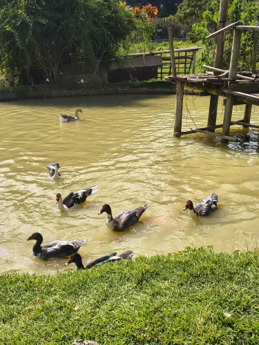Patos 