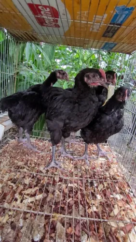 Pintos Gigante Negro de Jersey 