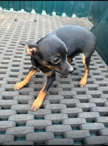 Vendo filhote de Pincher