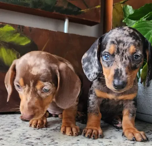 Teckel/Dachshund/Basset Com Pedigree!
