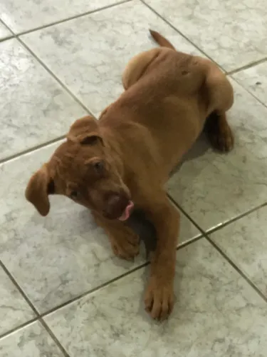 Vendo filhote de labrador 3 meses