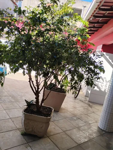 Pe de jabuticaba