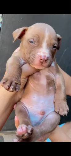 Filhotes pit bull com América bully a venda