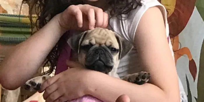 Pug,Pug Filhote Saudável Excelente Companhia