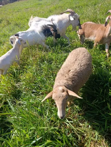 Cabrito
