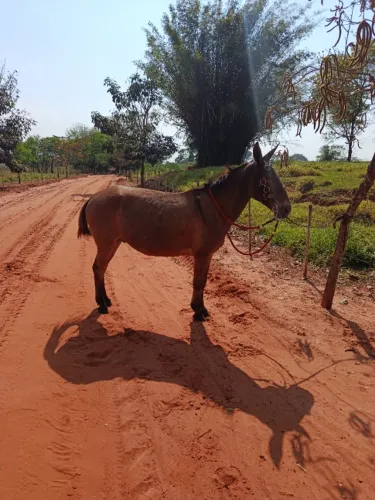 Burro bom e ligeiro