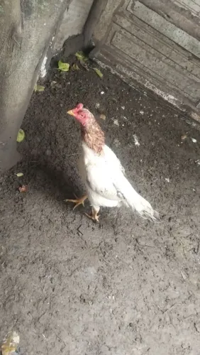Vende se 1 galinha ótima genética rinoceronte