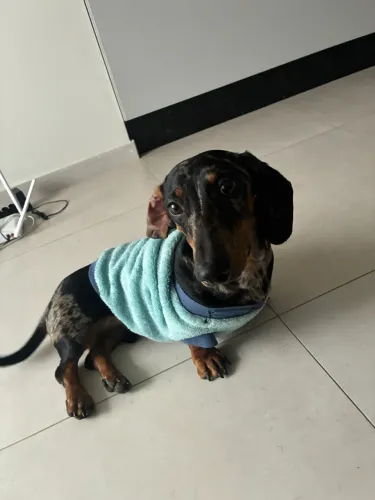 Cachorro salsicha filhote