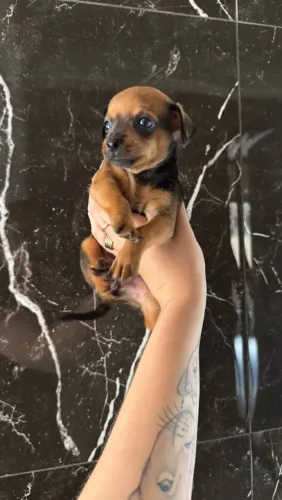 Cachorro