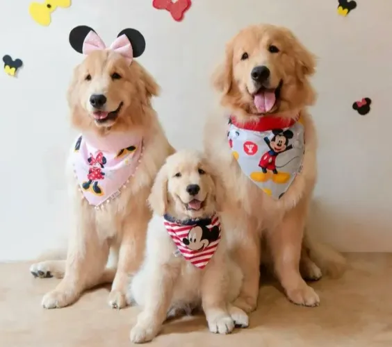 Encantadores filhotes de Golden Retriever