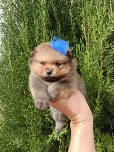 Filhote fêmea de Lulu da Pomerânia