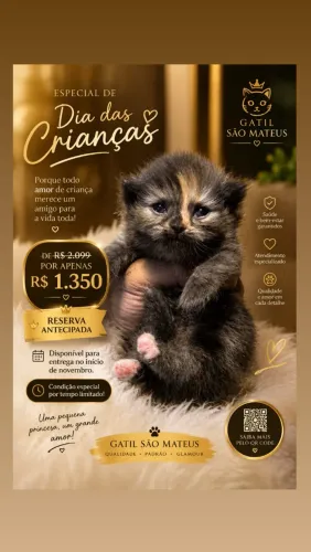 Gata persa