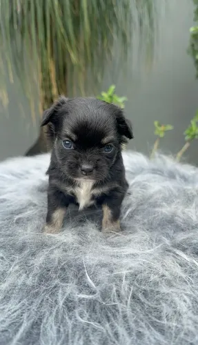 Chihuahua. Uma princesa de 4 patas. Pêlo longo Black Tan. Um amor de filhote!
