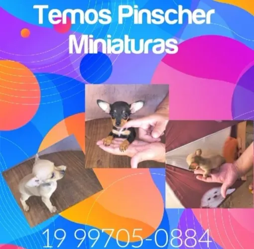 Pinscher mini filhote disponível agora chame