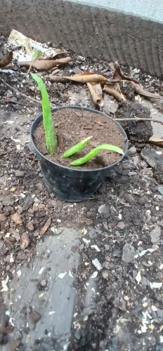 Venda se muda de babosa 