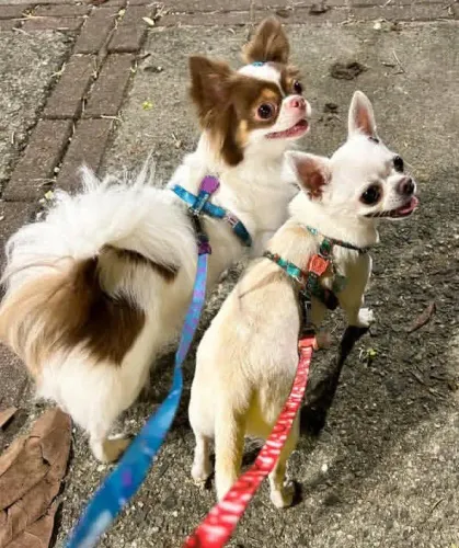 Filhotes de chihuahua pelo longo com pelo curto