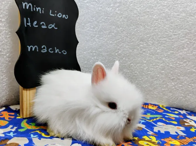Mini Coelhos Mini Lion Head A pronta entrega