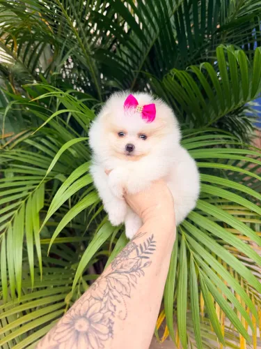 Lulu da pomerania 
