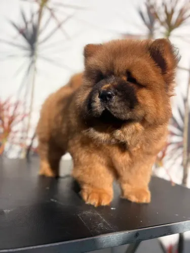 PROMOÇÃO - CHOWCHOW