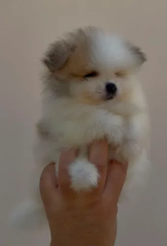 Lulu da Pomerânia Spitz alemão Filhotes