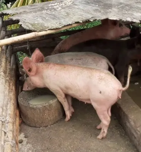 Porcos