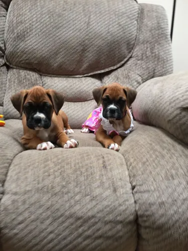 Filhotes De Boxer - Nada Como Um Rabinho Abanando Para Alegrar Seu Dia