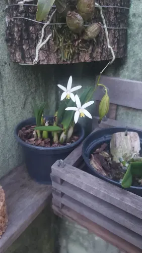 Orquídeas