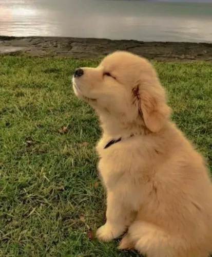 Golden Retriever - Quem Procura Um Cachorrinho Especial Merece Ver Esse Anúncio