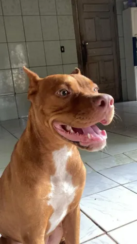 Pitbull com 10 meses bom pra caçar