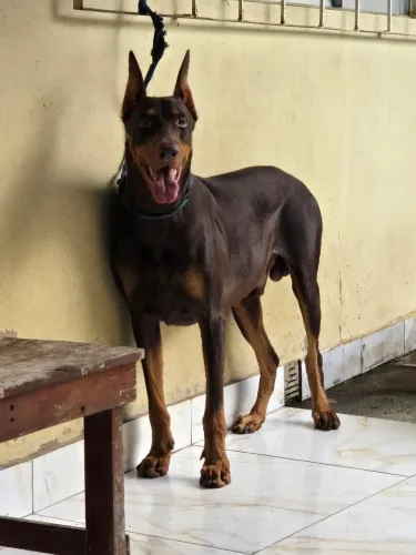 Doberman macho disponível para cruza.