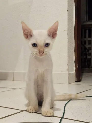Gatinho (entrego ele onde você quiser)