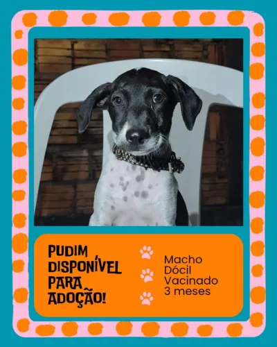 Filhotes para adoção, vermifugados, c/primeira vacina 