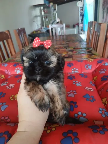 Shitzu fêmea minizinha marron lindo