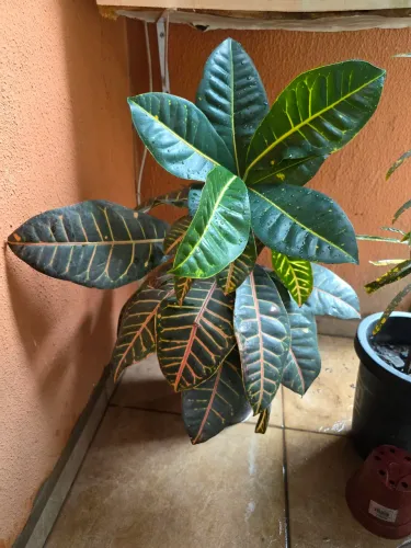 Plantas naturais para decoração.
