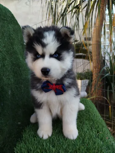 Filhote  Husky Siberiano 