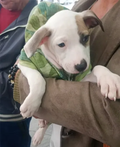 Doando doação cachorro muito dócil 3 meses fêmea Estou em Praia Grande - Guilhermina