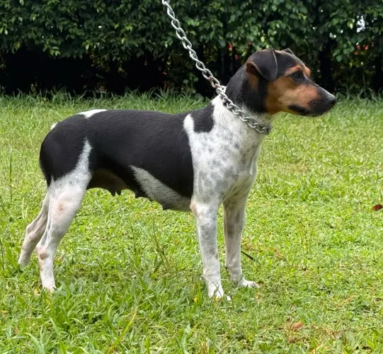 FOX paulistinha com pedigree CBKC - Terrier brasileiro filhote puro