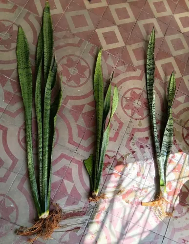 Espada de São Jorge
