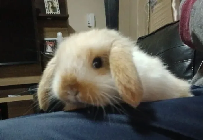 COELHO FILHOTE MINI LOP