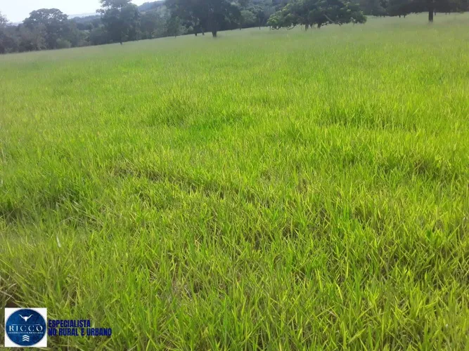 Sítio à Venda em Varjão  GO | 11,7 Alqueires | Represa com Nascente