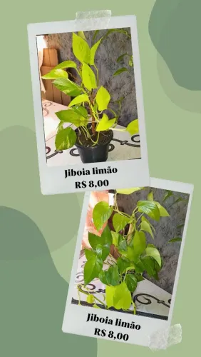 VENDE-SE PLANTAS