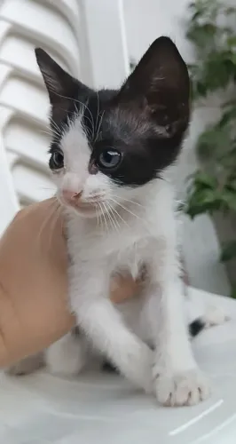 Gatinhos para adoção 