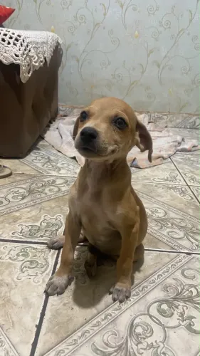 Doação de cachorro