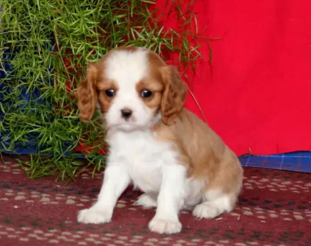 Filhotes de Cavalier King Charles - pronta entrega