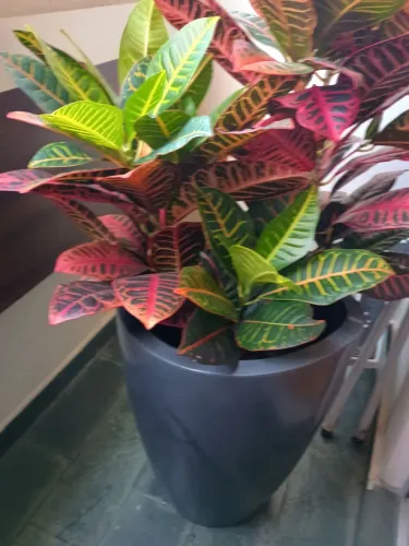 Vendo Vaso Decorativo com Cróton ( Codiaeum variegatum)