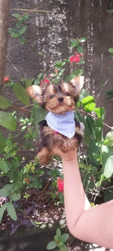 Machinhos Yorkshire Terrier Filhotes com Pedigree 