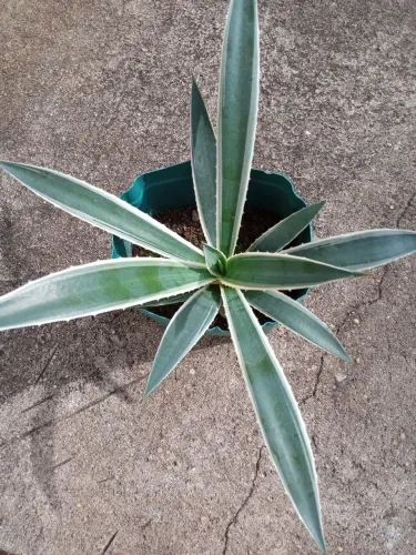 Plantas/mudas diversas 