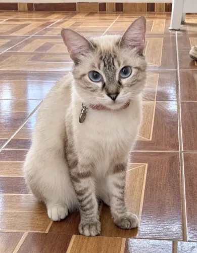 Gatinha para adoção