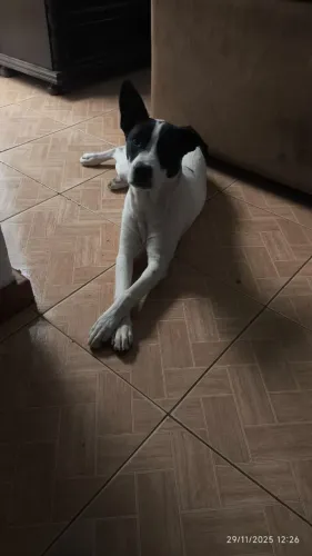 Doa-se cachorra 